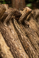 椎茸の原木栽培