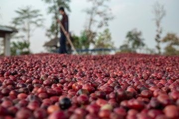 coffee beans berries drying natural process on the cement ground floor, Farmer is drying coffee beans with naturally process, asian Thailand