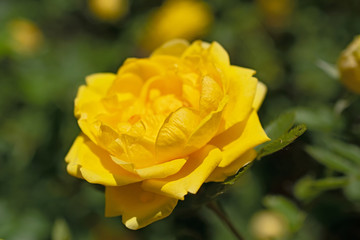 Lonely bright  yellow rose flower closeup