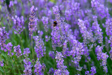 Lavender bushes close up in the shadow.