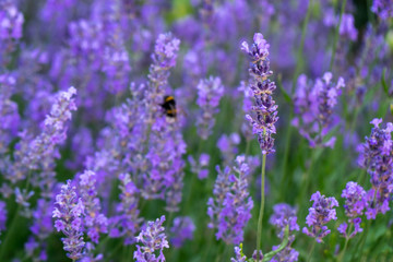 Lavender bushes close up in the shadow. A bumblebee in the background.