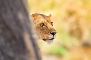 Focused lion stands behind a tree looking for prey in Africa