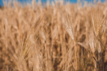 wheat field macro shooting of ears 3