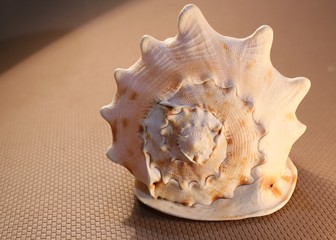 Huge size shell in the form of a snail