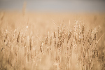 wheat field macro shooting of ears 1