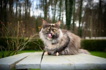 Naklejka na ściany i meble hungry maine coon cat sitting on wooden table waiting for food licking over lips outdoors in the back yard