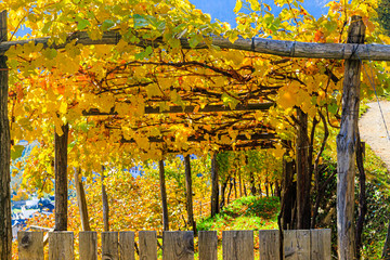 S&uuml;dtiroler Weinberg mit Perglererziehung
