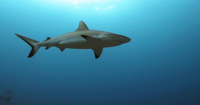 Grey sharks in the Pacific Ocean. Underwater life with sharks swimming near coral reefs. Diving in the clear water.