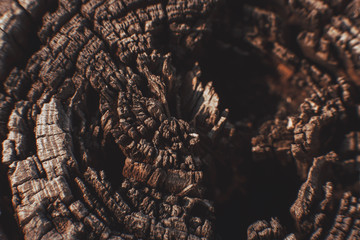 a rotten tree stump macro