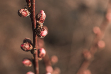 peach tree flower macro photography 9