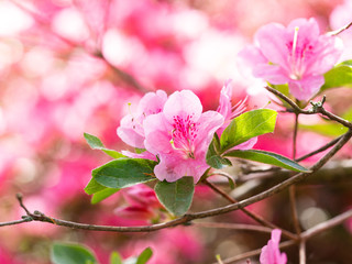 Blooming flowers of Rhododendron bush, azalea in spring, background