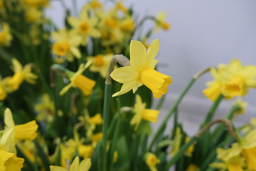 Narcissus flower, close up.