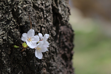 桜