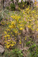 Forsythia en fleur