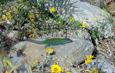 Pityuseneidechse (Podarcis pityusensis formenterae) auf Formentera, Spanien / Ibiza wall lizard on...