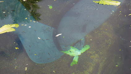 West Indian manatee