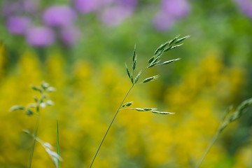 Lonely wild spikelet on blurred bright yellow, green, violet background.