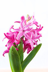 Beautiful pink hyacinth flower with water drops close up isolated on white; Vertical picture
