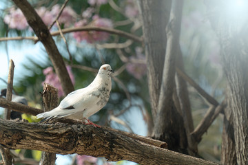 White dove on the branch at the park.