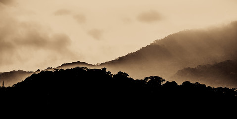 Rainforest 1 - The largest rainforest in the world. City of Rio de Janeiro, Brazil