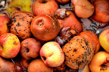 Close-up of overripe plums and apples ready for fermentation for making alcohol.