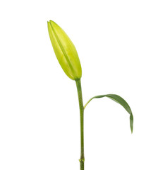 Obraz premium Single unopened yellow lily flower isolated on white background