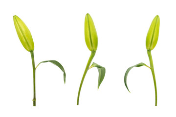 Set of fresh green lily buds isolated on white background