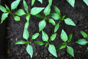 Cultivation of seedling of pepper