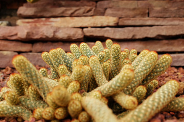 Blooming yellow flowers cactus plants in desert park and Succulent garden. Mammillaria Elongata on Brown pumice stone