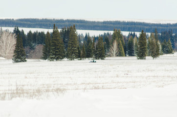 Snow field in early spring