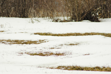 melting snow in spring, nature