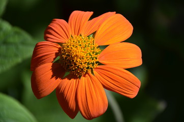 orange flower