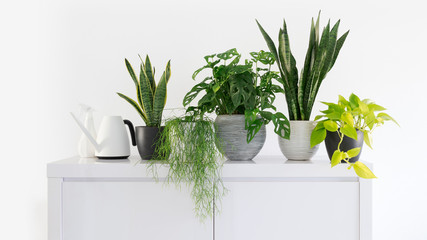collection of beautiful green plants on a cupboard, watering can, plant sprayer
