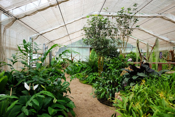 Fototapeta na wymiar Nature Plants and flora in Greenhouse and conservatory at Queen Sirikit Botanic Garden and Arboretum, Climber trail for study about Various plant species.