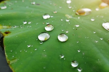 Water dew drops on Fresh lotus green leaves with sunlight in the garden