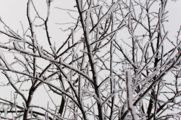 Hoarfrost on trees in winter