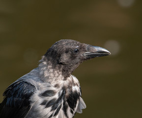 Hooded crow (Corvus cornix) Wildlife in natural habitat