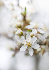 Beautiful petals of fresh bloom wild plum tree on a bokeh background. Early springtime nature concept. Selective focus.
