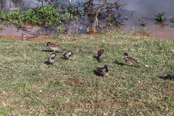 group of ducks