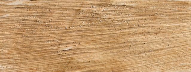 wood texture of tree stump background