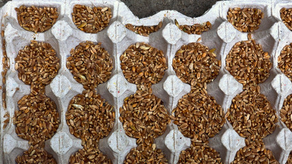 wheat grains in a tray