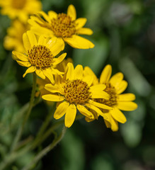 Close view of yellow Arnica(Arnica Montana) herb blossom.Shallow depth of field