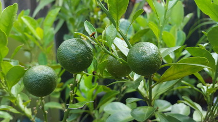 Orange leaf, one of the additional ingredients for cooking to have a more unique flavor