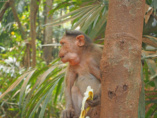A monkey in the jungle is sitting on a tree and eating a banana