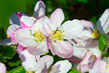 Fototapeta premium Apple garden