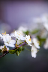 Close up of white cherry flower