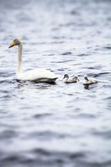 Swan family swimming in a lake
