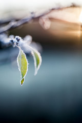 Details of frosted leaves in early winter