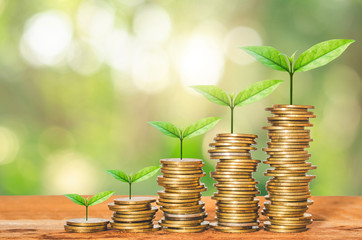 green plant growing on golden coin stacking on wood table in park with blur nature background. business financial banking saving concept. investment profit income. startup growth success.