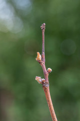Bourgeon de vigne